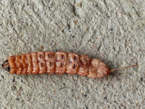 Réf. 180 849 : Cossus cossus